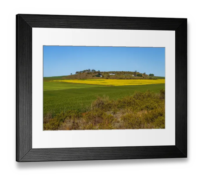 Framed Print : Canola and Wheat fields in the early Spring with the bold yellow colors of canola offset by the emerald green of the wheat, Swellendam, Western Cape Province, South Africa Framed Print : Canola and Wheat fields in the early Spring with the bold yellow colors of canola offset by the emerald green of the wheat, Swellendam, Western Cape Province, South Africa