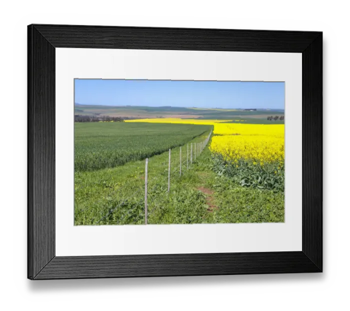 Framed Print : Canola and Wheat fields in the early Spring with the bold yellow colors of canola offset by the emerald green of the wheat, Swellendam, Western Cape Province, South Africa Framed Print : Canola and Wheat fields in the early Spring with the bold yellow colors of canola offset by the emerald green of the wheat, Swellendam, Western Cape Province, South Africa