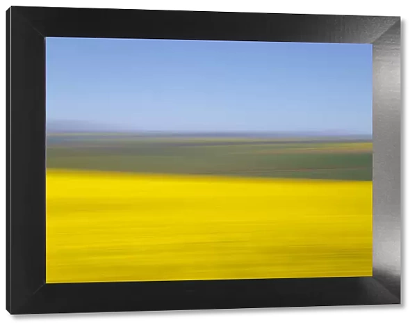 An artistic expression of Canola and Wheat fields in the early Spring with the bold yellow colors of canola offset by the emerald green of the wheat, Swellendam, Western Cape Province, South Africa