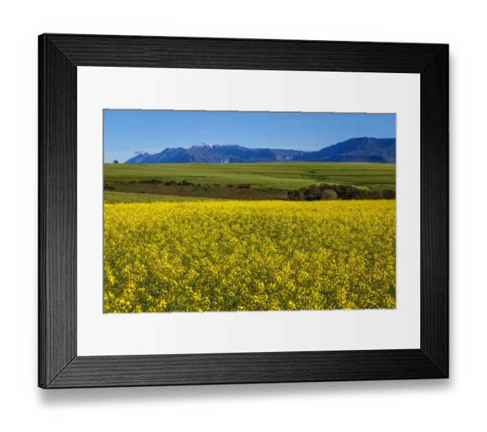 Framed Print : Canola and Wheat fields in the early Spring with the bold yellow colors of canola offset by the emerald green of the wheat against the backdrop of the snow capped Langeberg mountains, Swellendam, Western Cape Province, South Africa Framed Print : Canola and Wheat fields in the early Spring with the bold yellow colors of canola offset by the emerald green of the wheat against the backdrop of the snow capped Langeberg mountains, Swellendam, Western Cape Province, South Africa