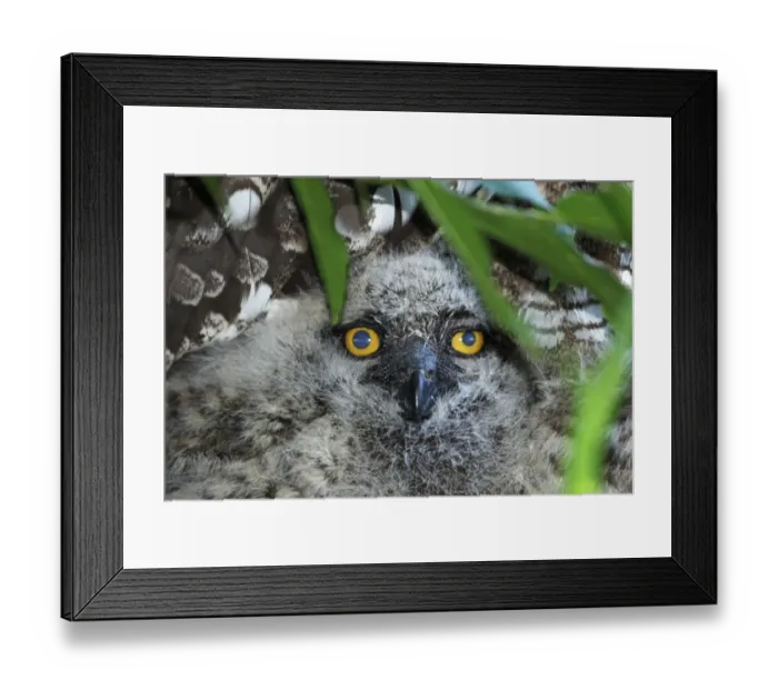 Framed Print : A juvenile Spotted Eagle Owl, Bubo africanus; hiding under a bush near the nest Framed Print : A juvenile Spotted Eagle Owl, Bubo africanus; hiding under a bush near the nest