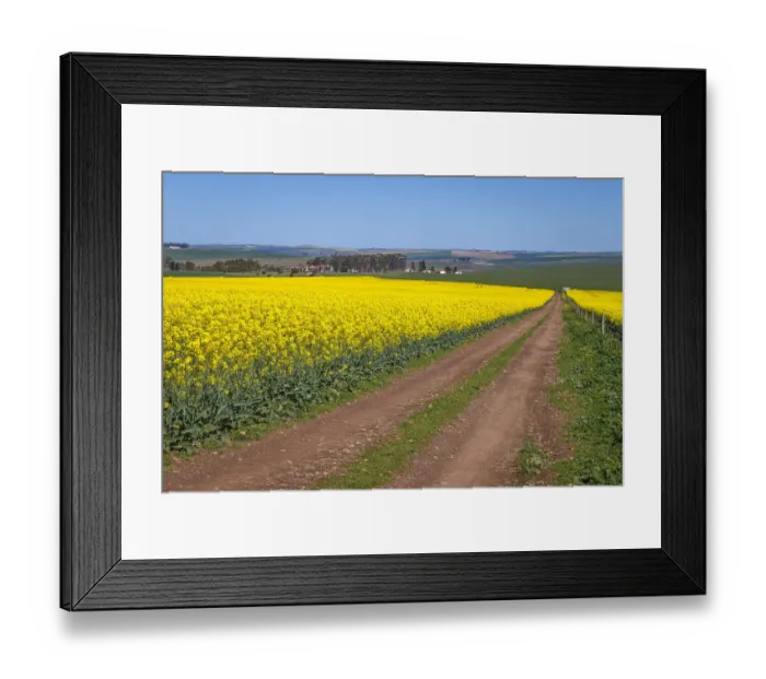 Framed Print : Canola and Wheat fields in the early Spring with the bold yellow colors of canola offset by the emerald green of the wheat, Swellendam, Western Cape Province, South Africa