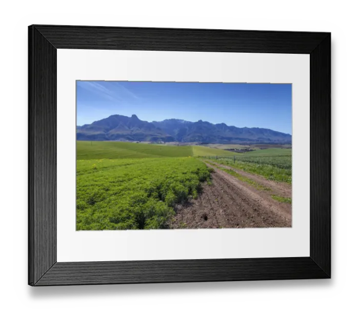 Framed Print : Canola and Wheat fields in the early Spring with the bold yellow colors of canola offset by the emerald green of the wheat, Swellendam, Western Cape Province, South Africa Framed Print : Canola and Wheat fields in the early Spring with the bold yellow colors of canola offset by the emerald green of the wheat, Swellendam, Western Cape Province, South Africa