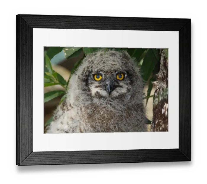Framed Print : A juvenile Spotted Eagle Owl, Bubo africanus; hiding under a bush near the nest. About three weeks old at this stage and just starting to explore its surroundings. Photographed in Kirstenbosch National Botanical Garden, Cape Town, Western Cape Province
