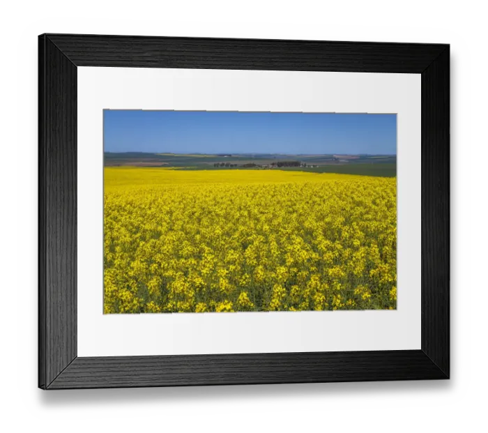 Framed Print : Canola and Wheat fields in the early Spring with the bold yellow colors of canola offset by the emerald green of the wheat, Swellendam, Western Cape Province, South Africa Framed Print : Canola and Wheat fields in the early Spring with the bold yellow colors of canola offset by the emerald green of the wheat, Swellendam, Western Cape Province, South Africa
