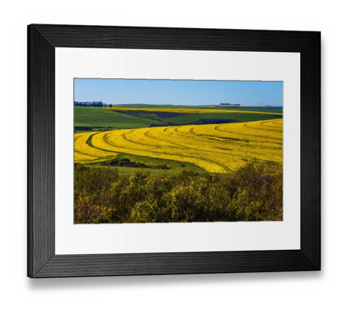 Framed Print : Canola and Wheat fields in the early Spring with the bold yellow colors of canola offset by the emerald green of the wheat, Swellendam, Western Cape Province, South Africa Framed Print : Canola and Wheat fields in the early Spring with the bold yellow colors of canola offset by the emerald green of the wheat, Swellendam, Western Cape Province, South Africa