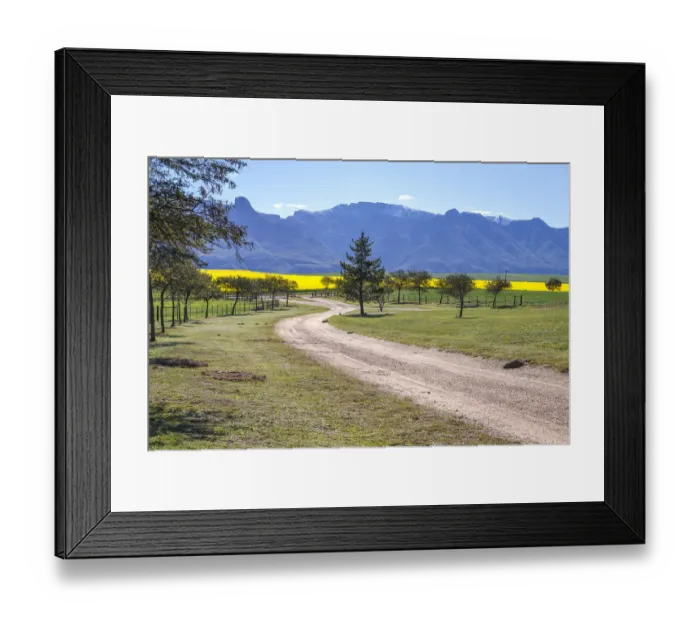Framed Print : Canola and Wheat fields in the early Spring with the bold yellow colors of canola offset by the emerald green of the wheat against the backdrop of the snow capped Langeberg mountains, Swellendam, Western Cape Province, South Africa Framed Print : Canola and Wheat fields in the early Spring with the bold yellow colors of canola offset by the emerald green of the wheat against the backdrop of the snow capped Langeberg mountains, Swellendam, Western Cape Province, South Africa