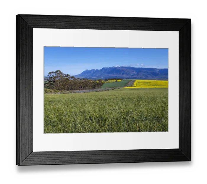 Framed Print : Canola and Wheat fields in the early Spring with the bold yellow colors of canola offset by the emerald green of the wheat against the backdrop of the snow capped Langeberg mountains, Swellendam, Western Cape Province, South Africa Framed Print : Canola and Wheat fields in the early Spring with the bold yellow colors of canola offset by the emerald green of the wheat against the backdrop of the snow capped Langeberg mountains, Swellendam, Western Cape Province, South Africa