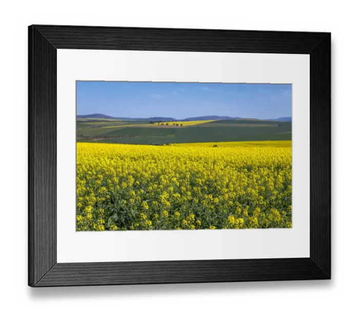 Framed Print : Canola and Wheat fields in the early Spring with the bold yellow colors of canola offset by the emerald green of the wheat, Swellendam, Western Cape Province, South Africa Framed Print : Canola and Wheat fields in the early Spring with the bold yellow colors of canola offset by the emerald green of the wheat, Swellendam, Western Cape Province, South Africa