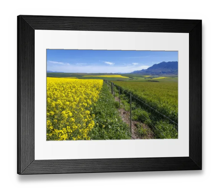 Framed Print : Canola and Wheat fields in the early Spring with the bold yellow colors of canola offset by the emerald green of the wheat, Swellendam, Western Cape Province, South Africa Framed Print : Canola and Wheat fields in the early Spring with the bold yellow colors of canola offset by the emerald green of the wheat, Swellendam, Western Cape Province, South Africa