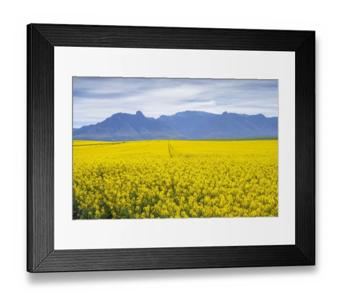 Framed Print : Canola and Wheat fields in the early Spring with the bold yellow colors of canola offset by the emerald green of the wheat, Swellendam, Western Cape Province, South Africa