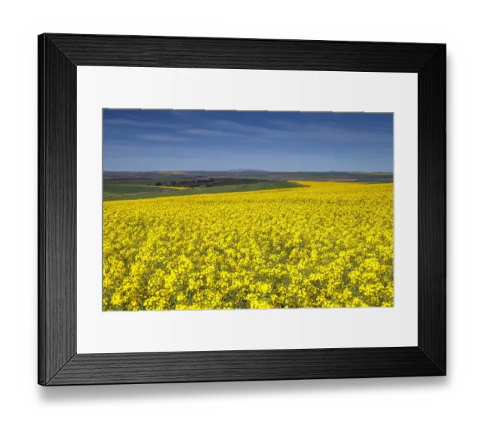 Framed Print : Canola and Wheat fields in the early Spring with the bold yellow colors of canola offset by the emerald green of the wheat, Swellendam, Western Cape Province, South Africa Framed Print : Canola and Wheat fields in the early Spring with the bold yellow colors of canola offset by the emerald green of the wheat, Swellendam, Western Cape Province, South Africa