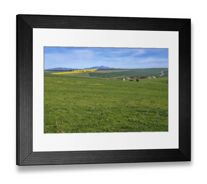 Framed Print : Canola and Wheat fields in the early Spring with the bold yellow colors of canola offset by the emerald green of the wheat, Swellendam, Western Cape Province, South Africa Framed Print : Canola and Wheat fields in the early Spring with the bold yellow colors of canola offset by the emerald green of the wheat, Swellendam, Western Cape Province, South Africa