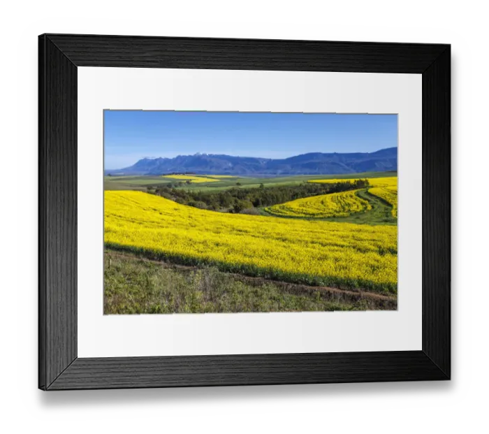 Framed Print : Canola and Wheat fields in the early Spring with the bold yellow colors of canola offset by the emerald green of the wheat against the backdrop of the snow capped Langeberg mountains, Swellendam, Western Cape Province, South Africa Framed Print : Canola and Wheat fields in the early Spring with the bold yellow colors of canola offset by the emerald green of the wheat against the backdrop of the snow capped Langeberg mountains, Swellendam, Western Cape Province, South Africa
