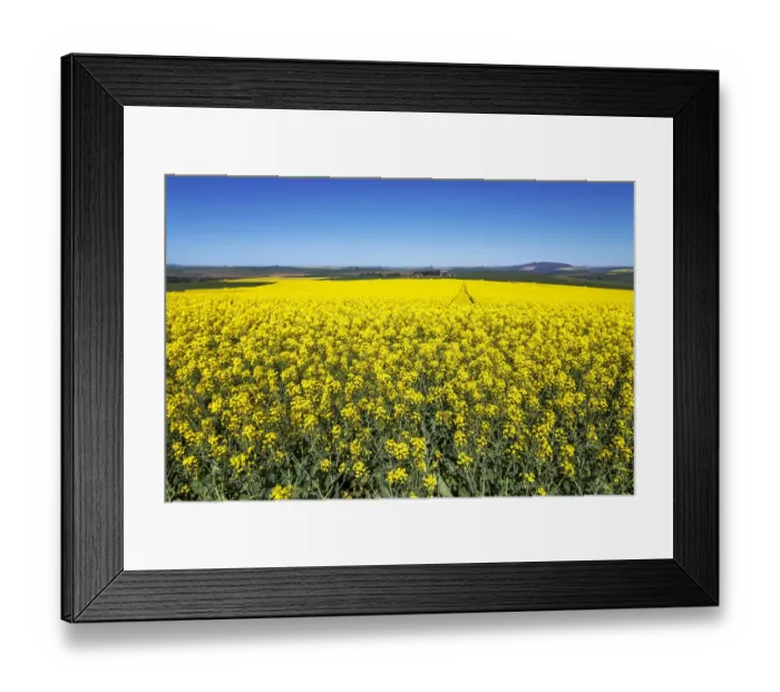 Framed Print : Canola and Wheat fields in the early Spring with the bold yellow colors of canola offset by the emerald green of the wheat, Swellendam, Western Cape Province, South Africa Framed Print : Canola and Wheat fields in the early Spring with the bold yellow colors of canola offset by the emerald green of the wheat, Swellendam, Western Cape Province, South Africa