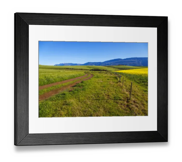 Framed Print : Canola and Wheat fields in the early Spring with the bold yellow colors of canola offset by the emerald green of the wheat against the backdrop of the snow capped Langeberg mountains, Swellendam, Western Cape Province, South Africa Framed Print : Canola and Wheat fields in the early Spring with the bold yellow colors of canola offset by the emerald green of the wheat against the backdrop of the snow capped Langeberg mountains, Swellendam, Western Cape Province, South Africa