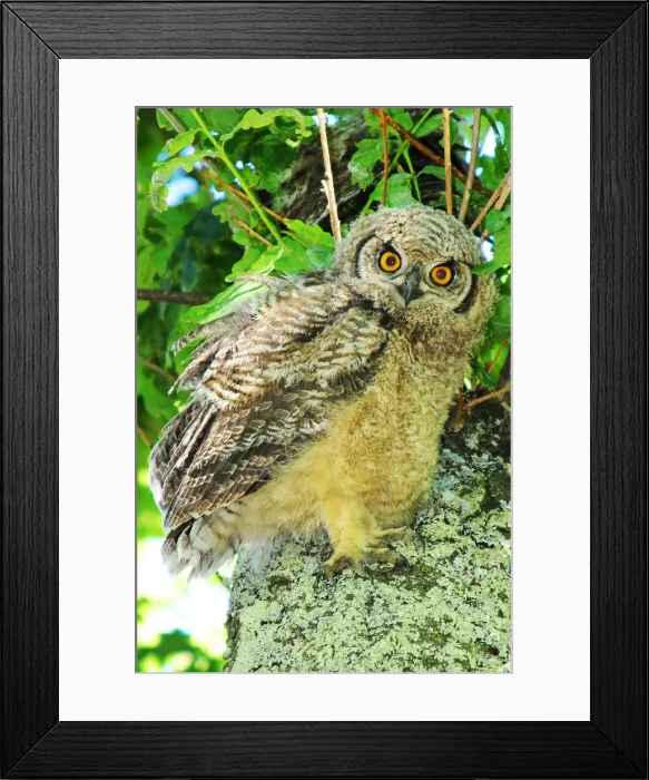 Framed Print : An almost fledged Spotted Eagle Owl, Bubo africanus, standing on a tree branch with its sibling hidden behind in the leaves. Photographed in De Waal Park in Central Cape Town, Western Cape Province, South Africa. A highly indignant look in the eyes of th