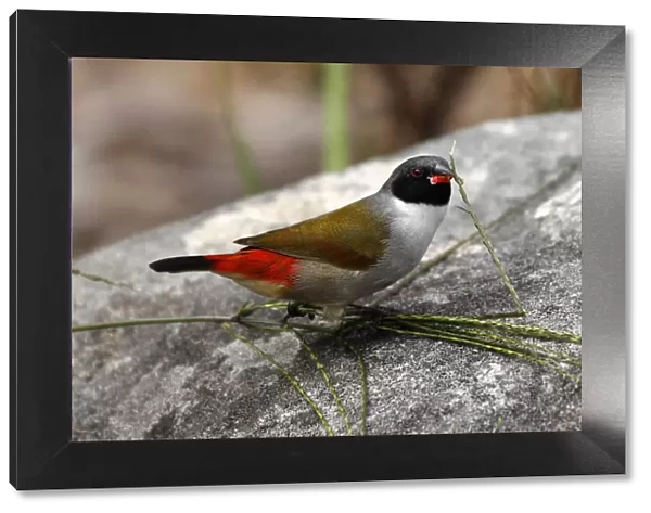 colour image, wildlife, kirstenbosch national botanical garden, small bird, african