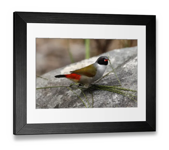 Framed Print : colour image, wildlife, kirstenbosch national botanical garden, small bird, african