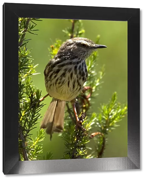 colour image, wildlife, birdlife, kirstenbosch national botanical garden, small bird