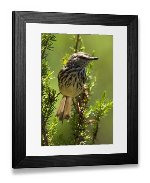 Framed Print : colour image, wildlife, birdlife, kirstenbosch national botanical garden, small bird Framed Print : colour image, wildlife, birdlife, kirstenbosch national botanical garden, small bird