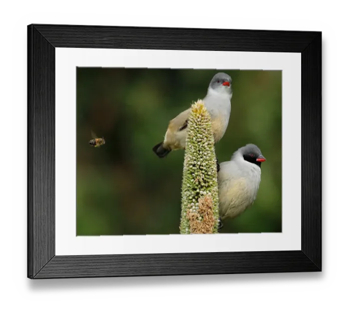 Framed Print : colour image, wildlife, kirstenbosch national botanical garden, small bird, african Framed Print : colour image, wildlife, kirstenbosch national botanical garden, small bird, african