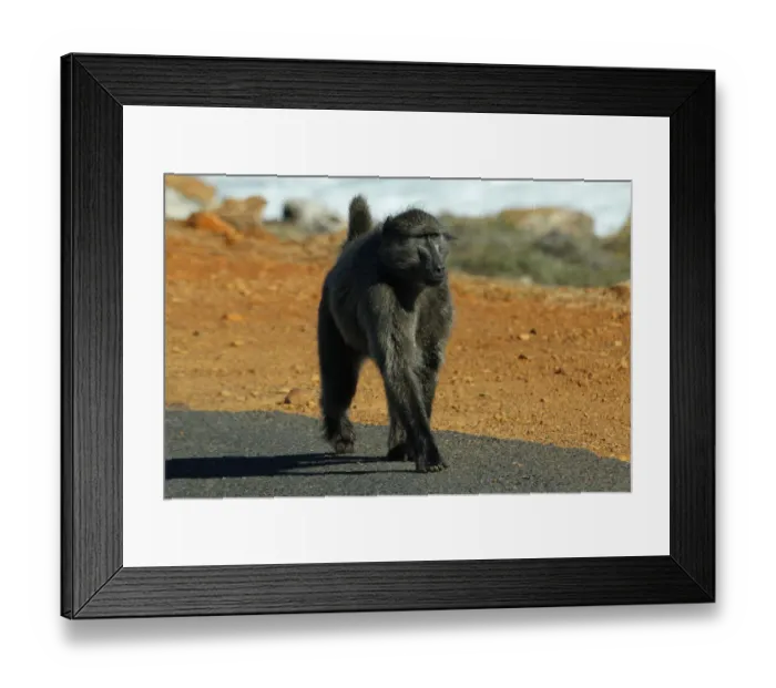 Framed Print : colour image, wildlife, cape point national park, african, african wildlife, african mammal Framed Print : colour image, wildlife, cape point national park, african, african wildlife, african mammal