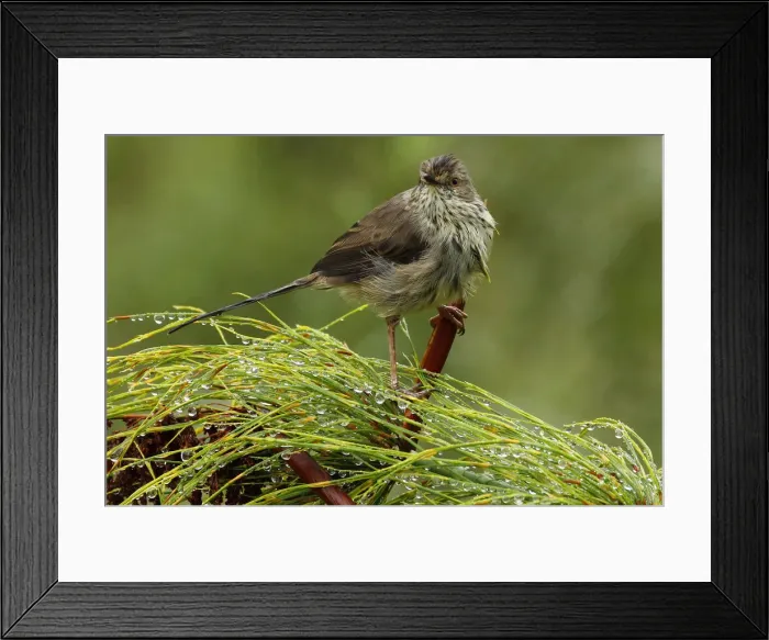Framed Print : colour image, raindrops, wet plumage, soaked, dripping, birdlife, kirstenbosch national Framed Print : colour image, raindrops, wet plumage, soaked, dripping, birdlife, kirstenbosch national