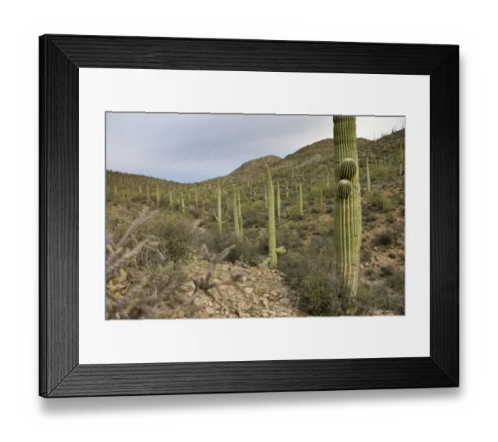 Framed Print : Scenic Sonoran Desert views along Starr Pass hiking trail, Tucson, Arizona, USA Framed Print : Scenic Sonoran Desert views along Starr Pass hiking trail, Tucson, Arizona, USA
