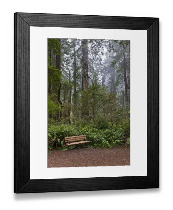 Framed Print : Awe-inspiring Giant Sequoia Redwood Trees, Sequoiadendron giganteum, in Redwood Forest National Park, California, USA Framed Print : Awe-inspiring Giant Sequoia Redwood Trees, Sequoiadendron giganteum, in Redwood Forest National Park, California, USA