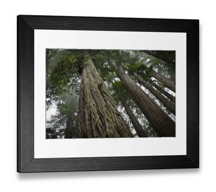 Framed Print : Awe-inspiring Giant Sequoia Redwood Trees, Sequoiadendron giganteum, in Redwood Forest National Park, California, USA Framed Print : Awe-inspiring Giant Sequoia Redwood Trees, Sequoiadendron giganteum, in Redwood Forest National Park, California, USA