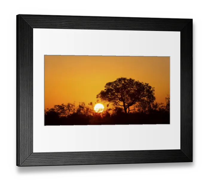 Framed Print : African sunset with a tree silhouette and the large orange sun - Kruger National Park South Africa