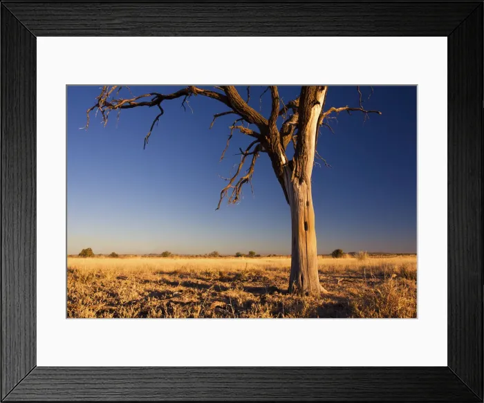 Framed Print : Pastel blue sunset in the Kalahari - Kimberley South Africa Framed Print : Pastel blue sunset in the Kalahari - Kimberley South Africa