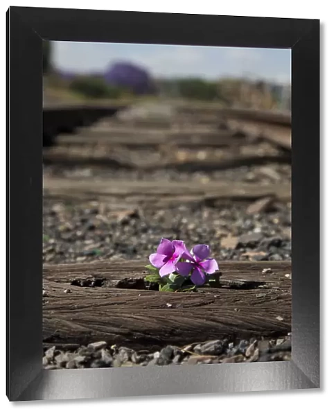 Old used railway tracks in and a small flower in colour - Cullinan South Africa