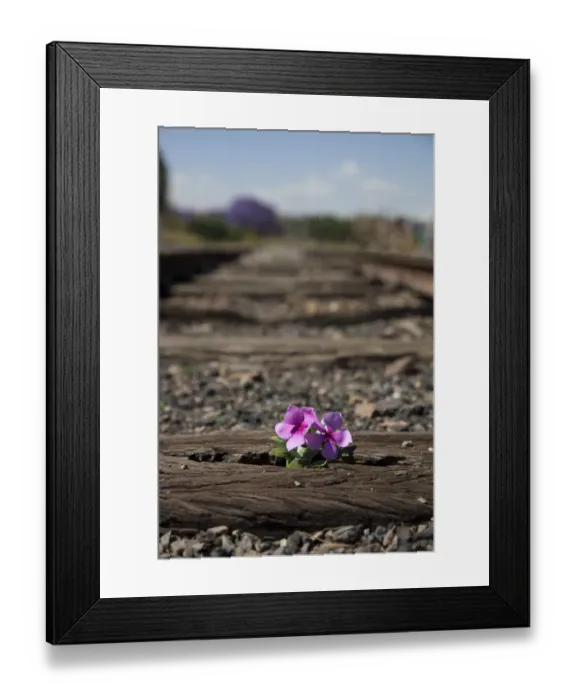 Framed Print : Old used railway tracks in and a small flower in colour - Cullinan South Africa