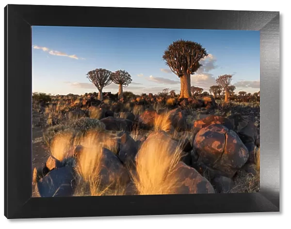 Panoramic Landscape Photo of the Last Golden Light over the Quiver Tree Forest, Keetmanshoop, Namibia