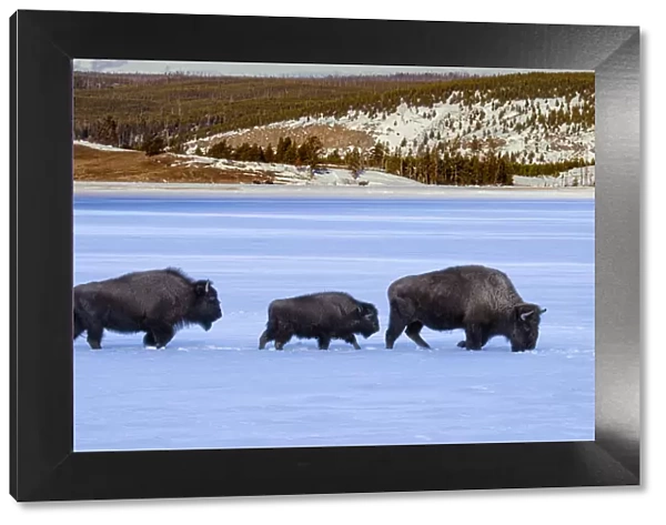 Buffalos (Bison bison) in snow, Yellowstone National Park, Wyoming, USA