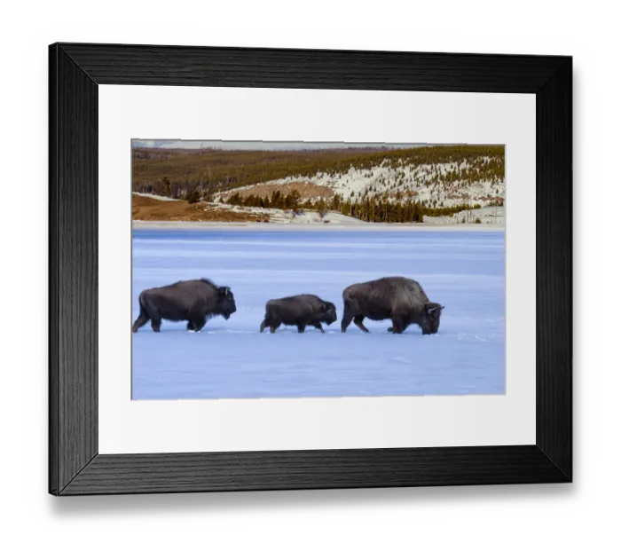 Framed Print : Buffalos (Bison bison) in snow, Yellowstone National Park, Wyoming, USA Framed Print : Buffalos (Bison bison) in snow, Yellowstone National Park, Wyoming, USA