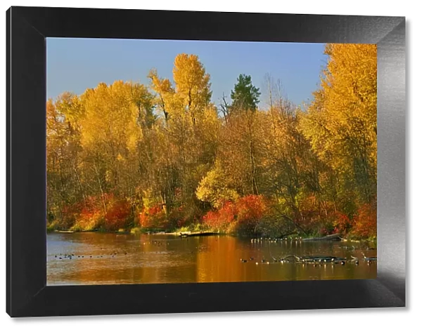 Autumn colored trees on shore of Johnson Lake, Portland, Oregon, USA