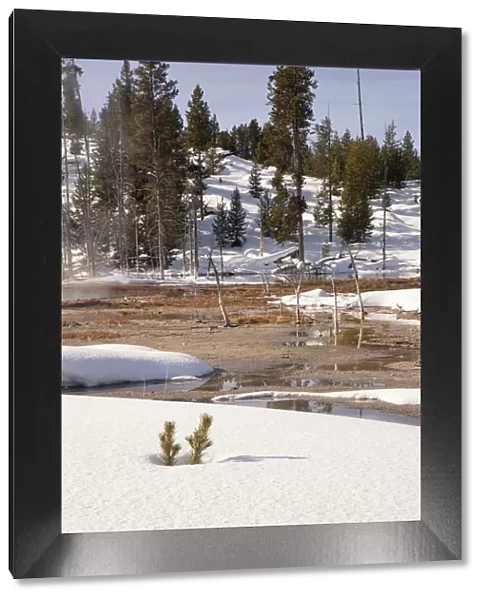 Snowy Landscape, Yellowstone National Park, Wyoming, USA