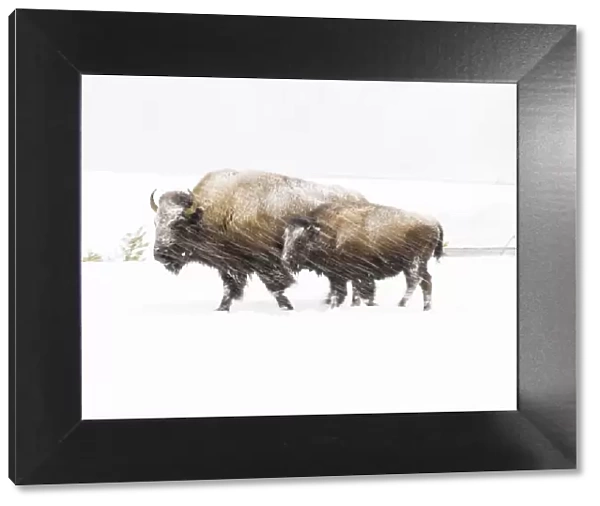 Bison in winter, Yellowstone National Park, Wyoming, USA