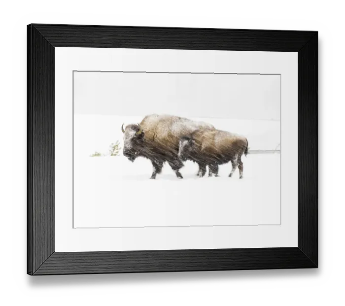 Framed Print : Bison in winter, Yellowstone National Park, Wyoming, USA