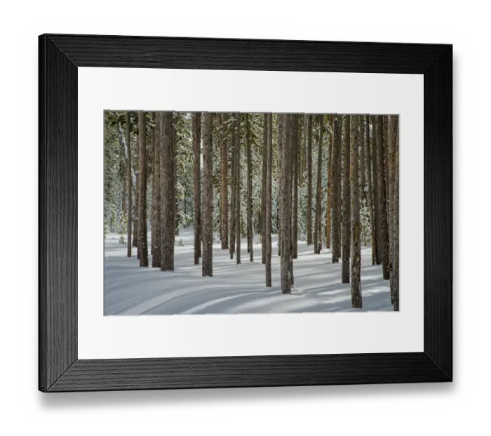 Framed Print : Winter, tree trunk group, Yellowstone National Park, Wyoming, USA
