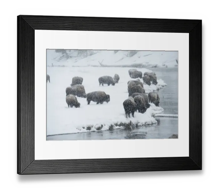 Framed Print : Bison group in winter, Yellowstone National Park, Wyoming, USA Framed Print : Bison group in winter, Yellowstone National Park, Wyoming, USA