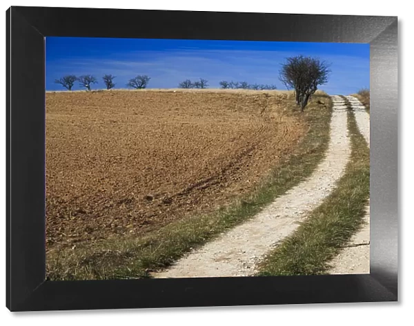 Dirt road and field, Dobricu Lapusului, Targu Lapus, Maramures County, Transylvania, Romania