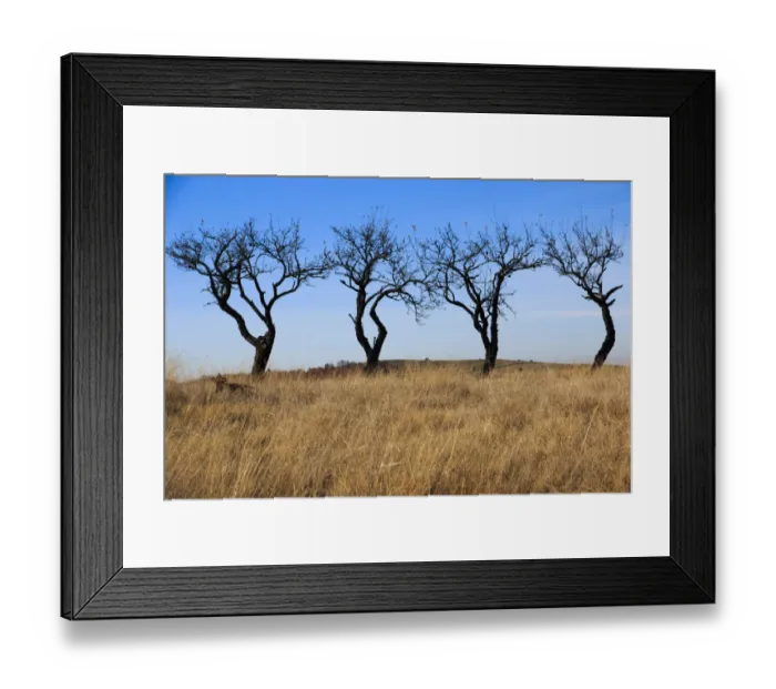Framed Print : Bare trees against blue sky, Dobricu Lapusului, Targu Lapus, Maramures County, Transylvania, Romania Framed Print : Bare trees against blue sky, Dobricu Lapusului, Targu Lapus, Maramures County, Transylvania, Romania