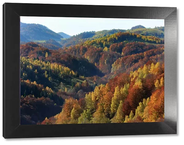 Autumn landscape of mountains and forests, Piatra Craiului National Park, Magura, Carpathian Mountains, Brasov, Brasov County, Transylvania, Romania