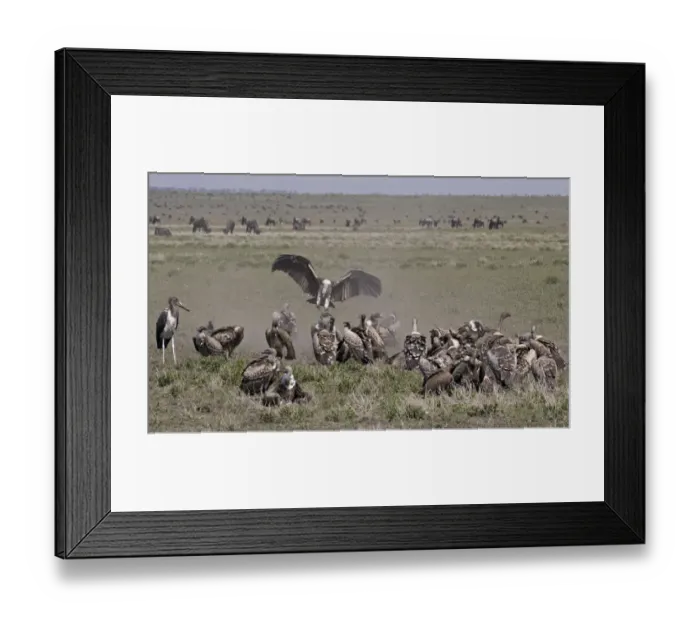 Framed Print : Vultures (Gyps Rueppellii) and Marabou Stork (Leptoptilos crumenifer) feeding on carcass, Ngorongoro Conservation Area, Tanzania Framed Print : Vultures (Gyps Rueppellii) and Marabou Stork (Leptoptilos crumenifer) feeding on carcass, Ngorongoro Conservation Area, Tanzania