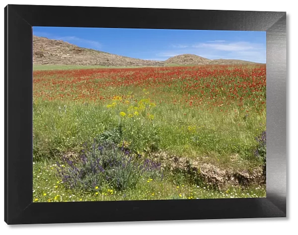 Spring flowers bloom in meadow, Taounate, Morocco