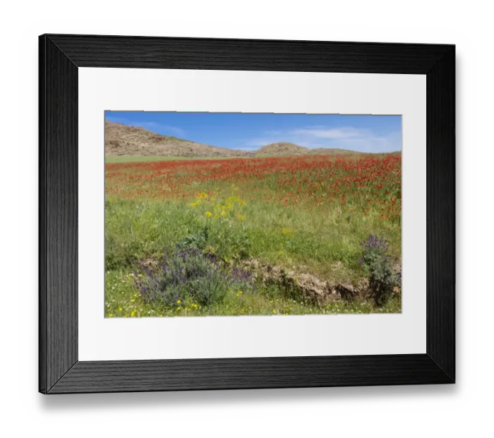 Framed Print : Spring flowers bloom in meadow, Taounate, Morocco Framed Print : Spring flowers bloom in meadow, Taounate, Morocco